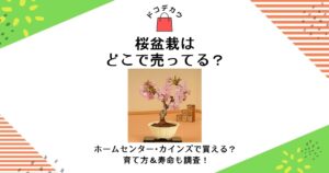 桜 盆栽 どこで売ってる